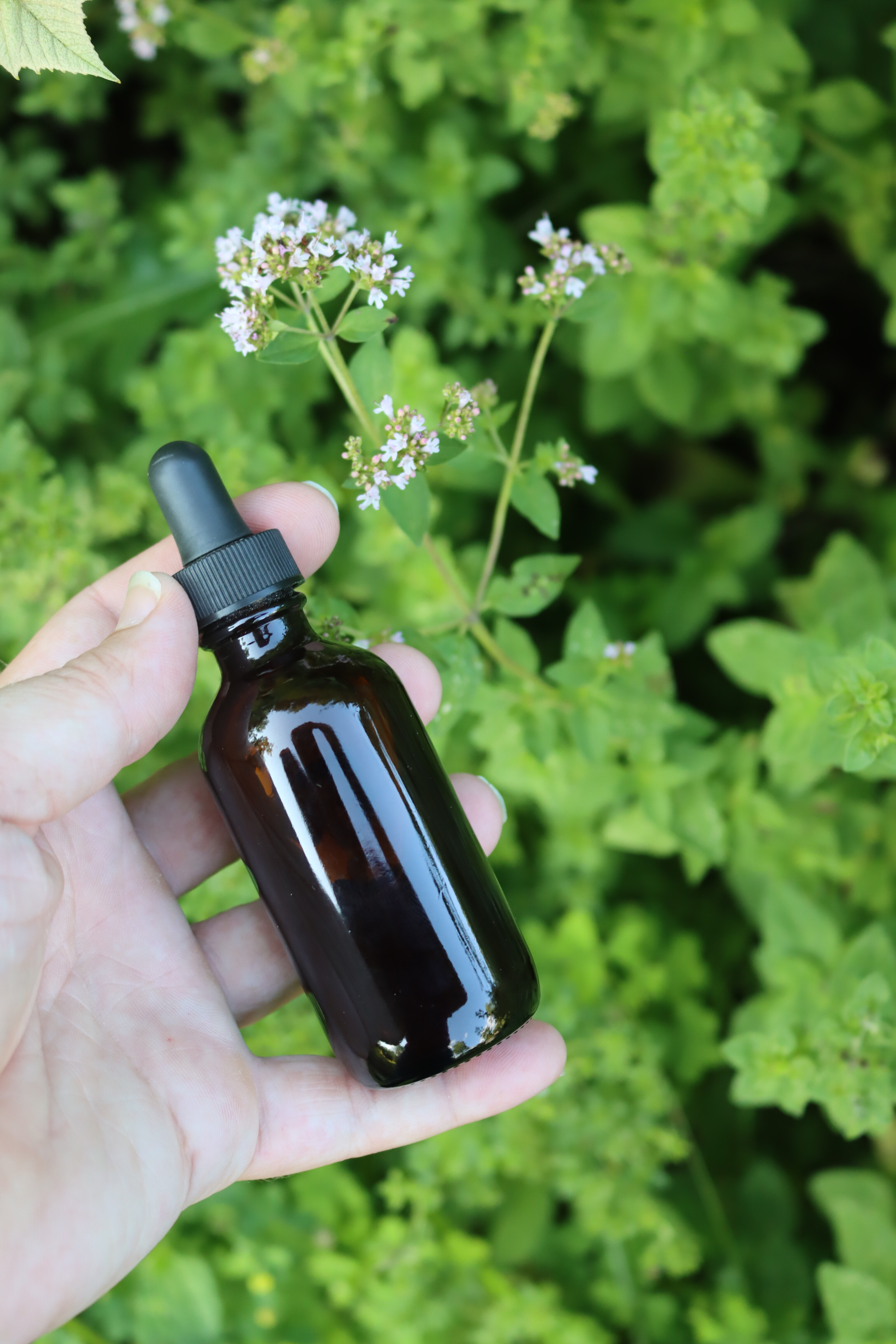 Oregano Tincture
