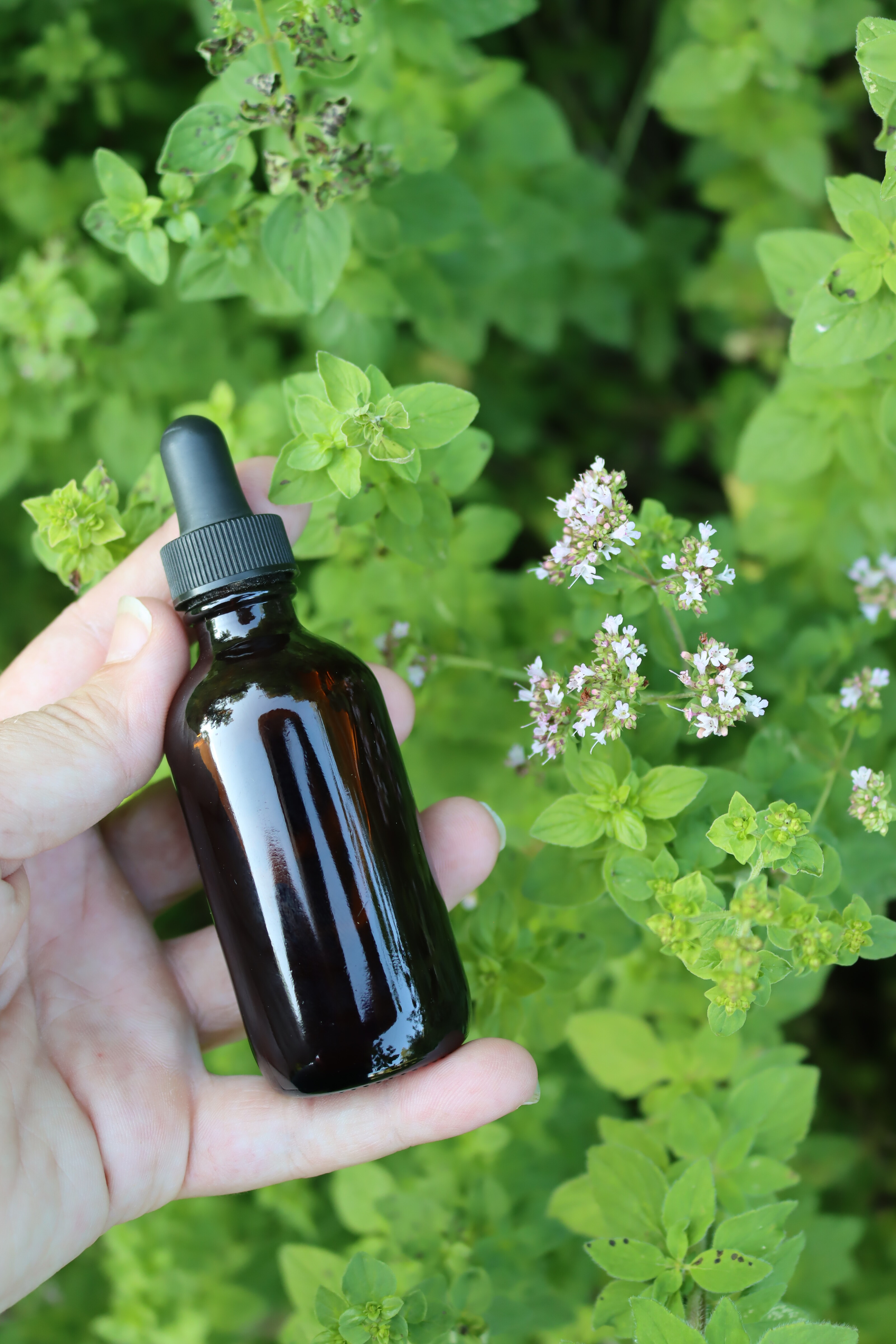 Oregano Tincture