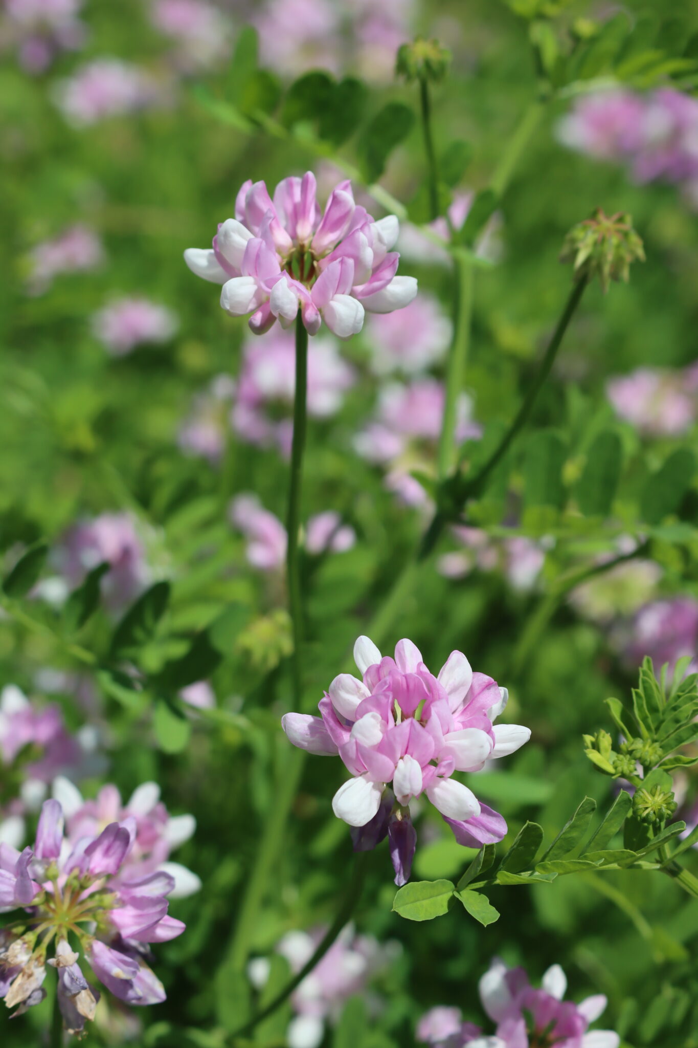 Pink Crown Vetch