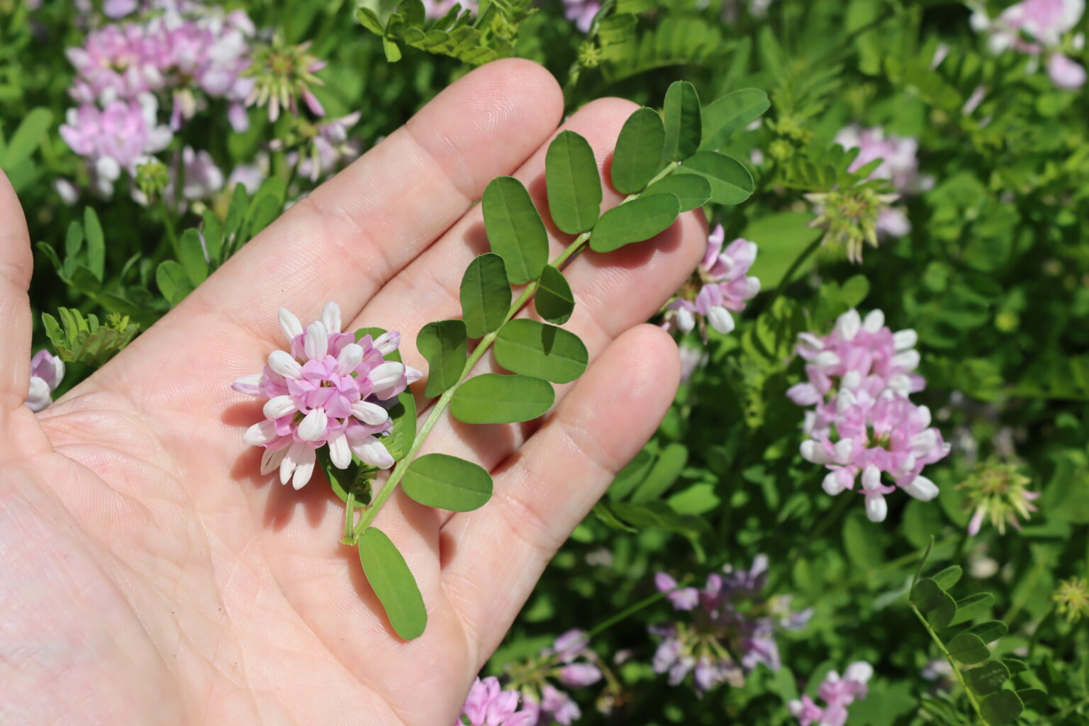 Pink Crown vetch
