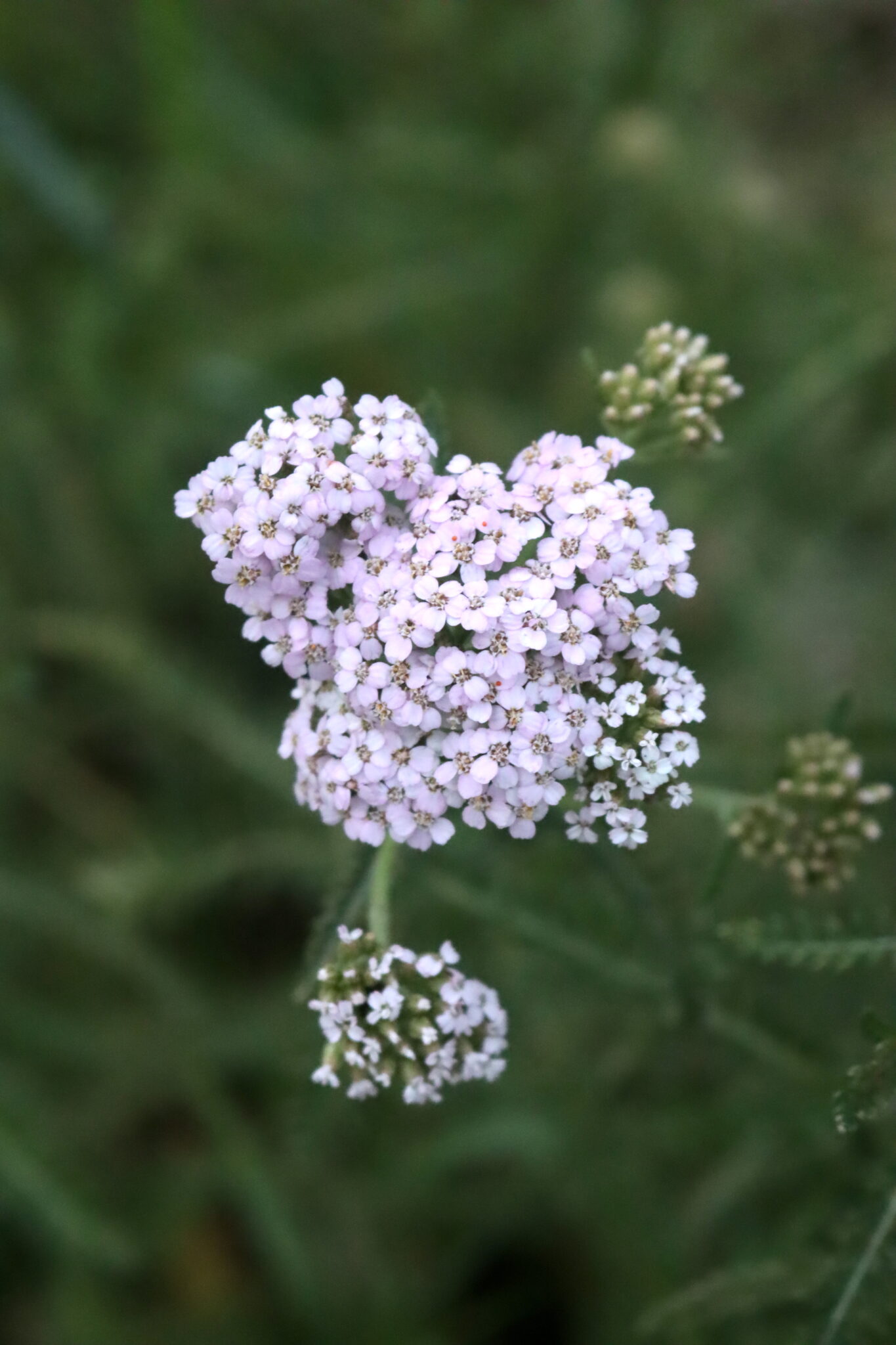 Pink Valerian