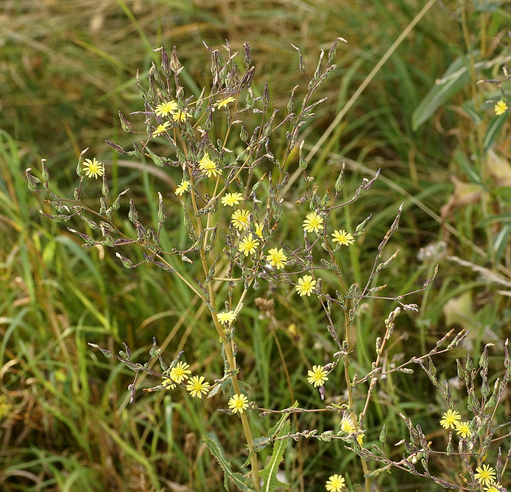 Prickly Lettuce (Lactuca serriola)