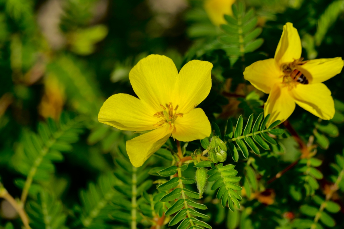 Puncturevine (Tribulus terrestris)