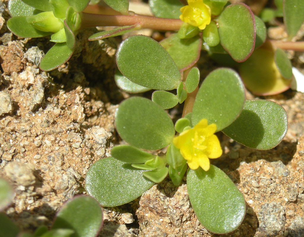 Purslane Flower (Portulaca oleracea)