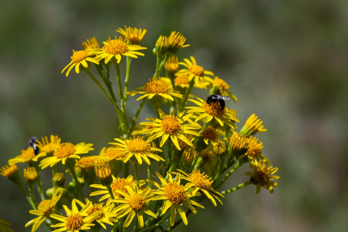 Ragwort (Jacobaea vulgaris)