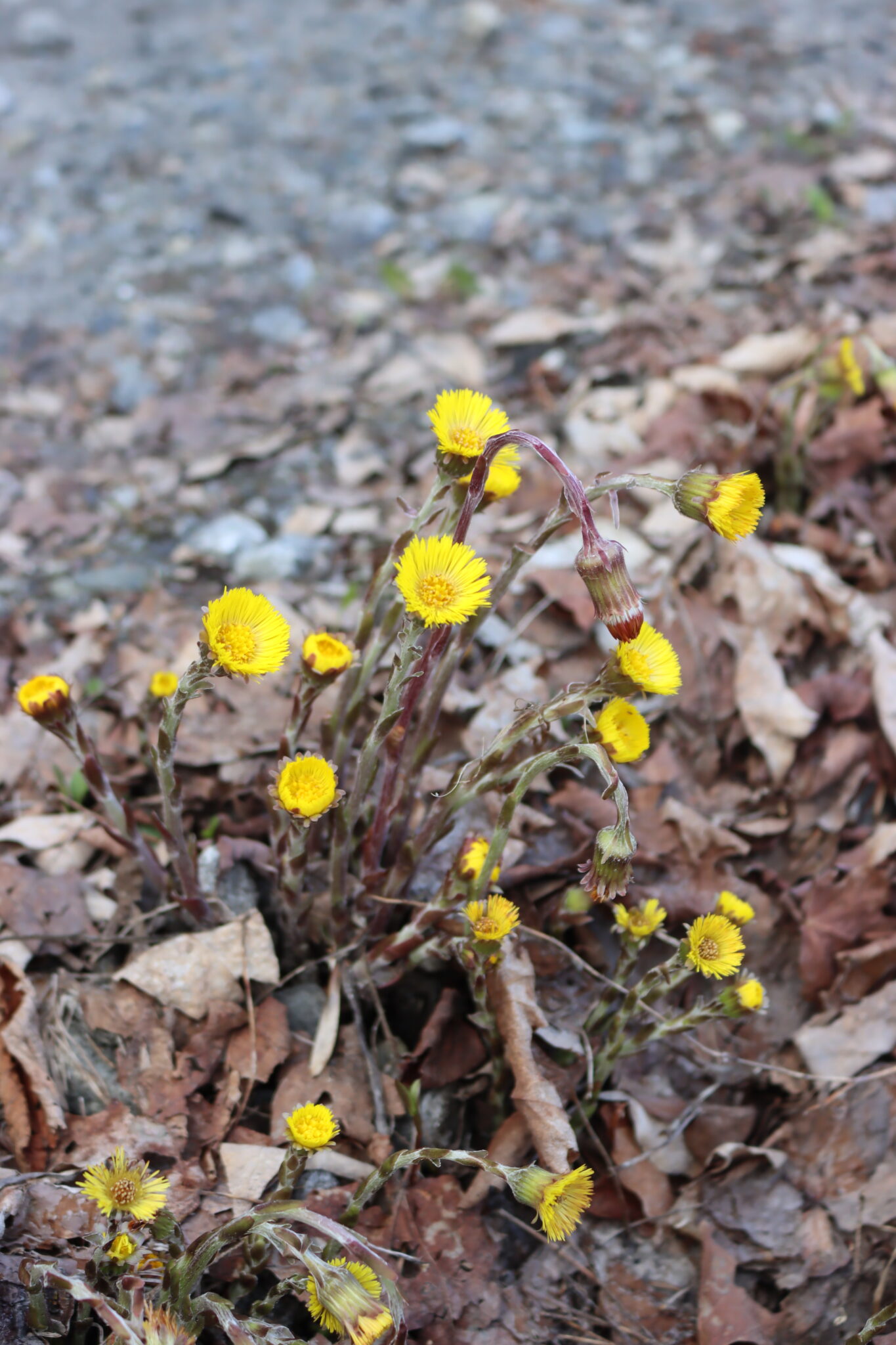 Roadside Coltsfoot