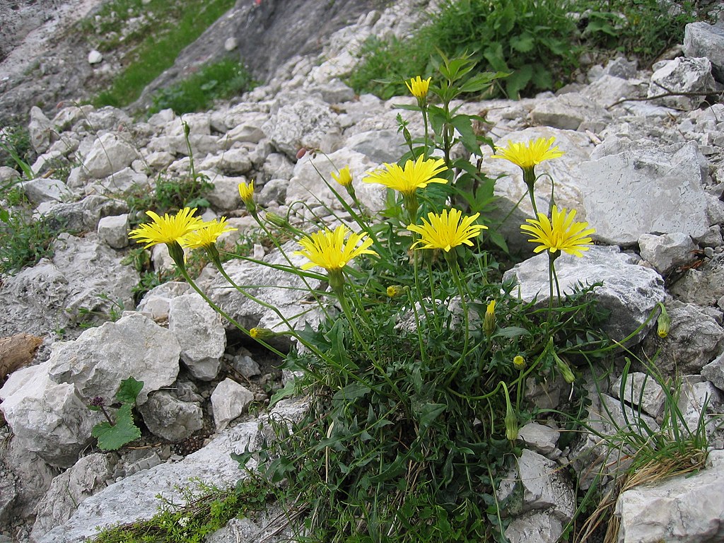 Rough Hawkbit (Leontodon hispidus)