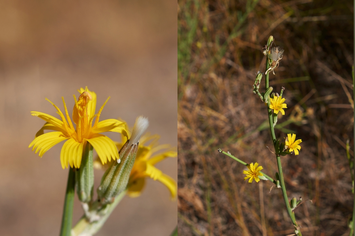 Rush Skeletonweed (Chondrilla juncea)