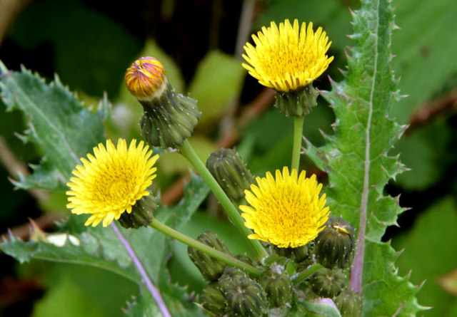 Sow Thistle (Sonchus spp.)
