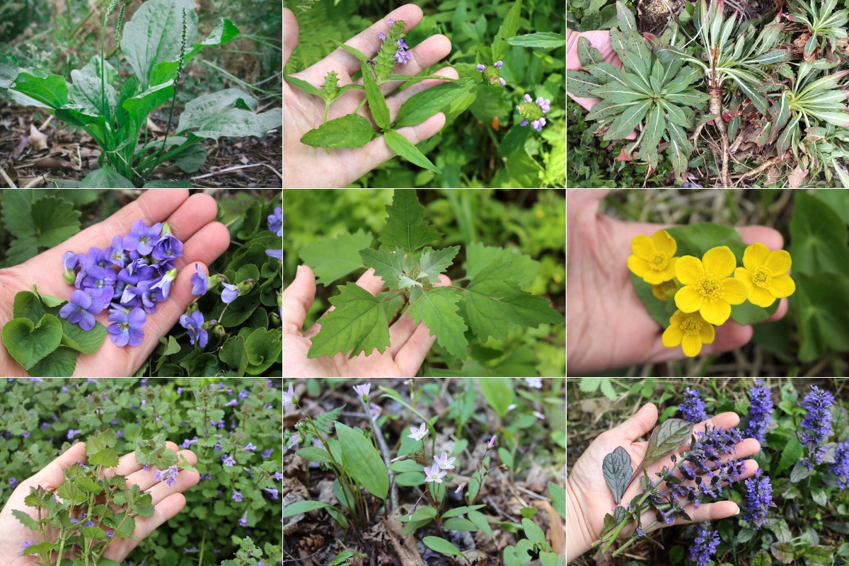 Spring Greens