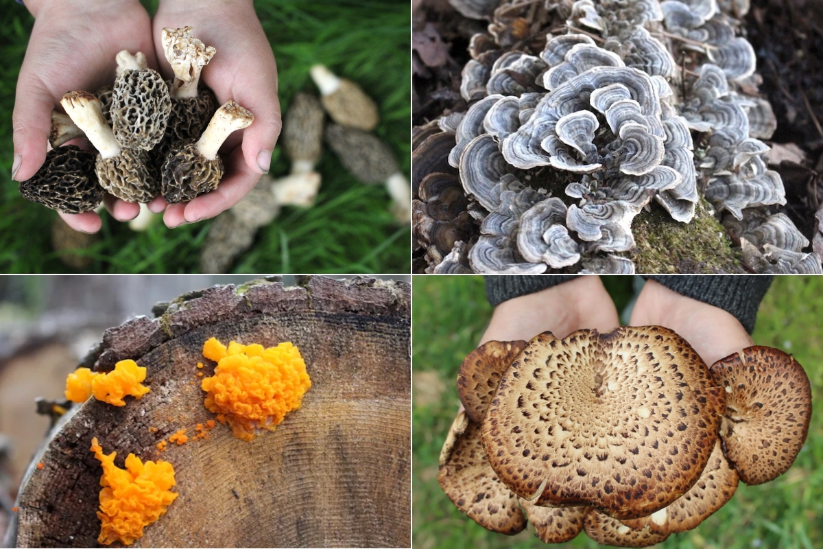 Spring Mushroom Foraging