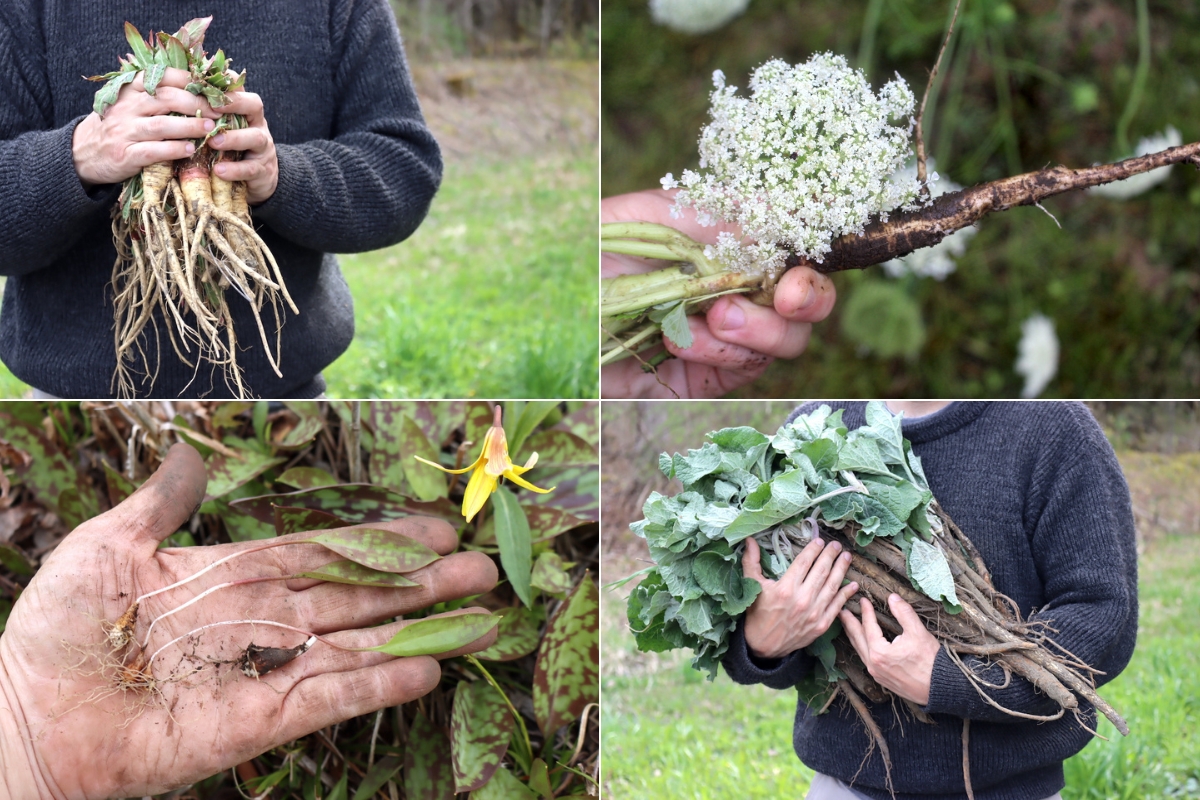 Spring Root Foraging