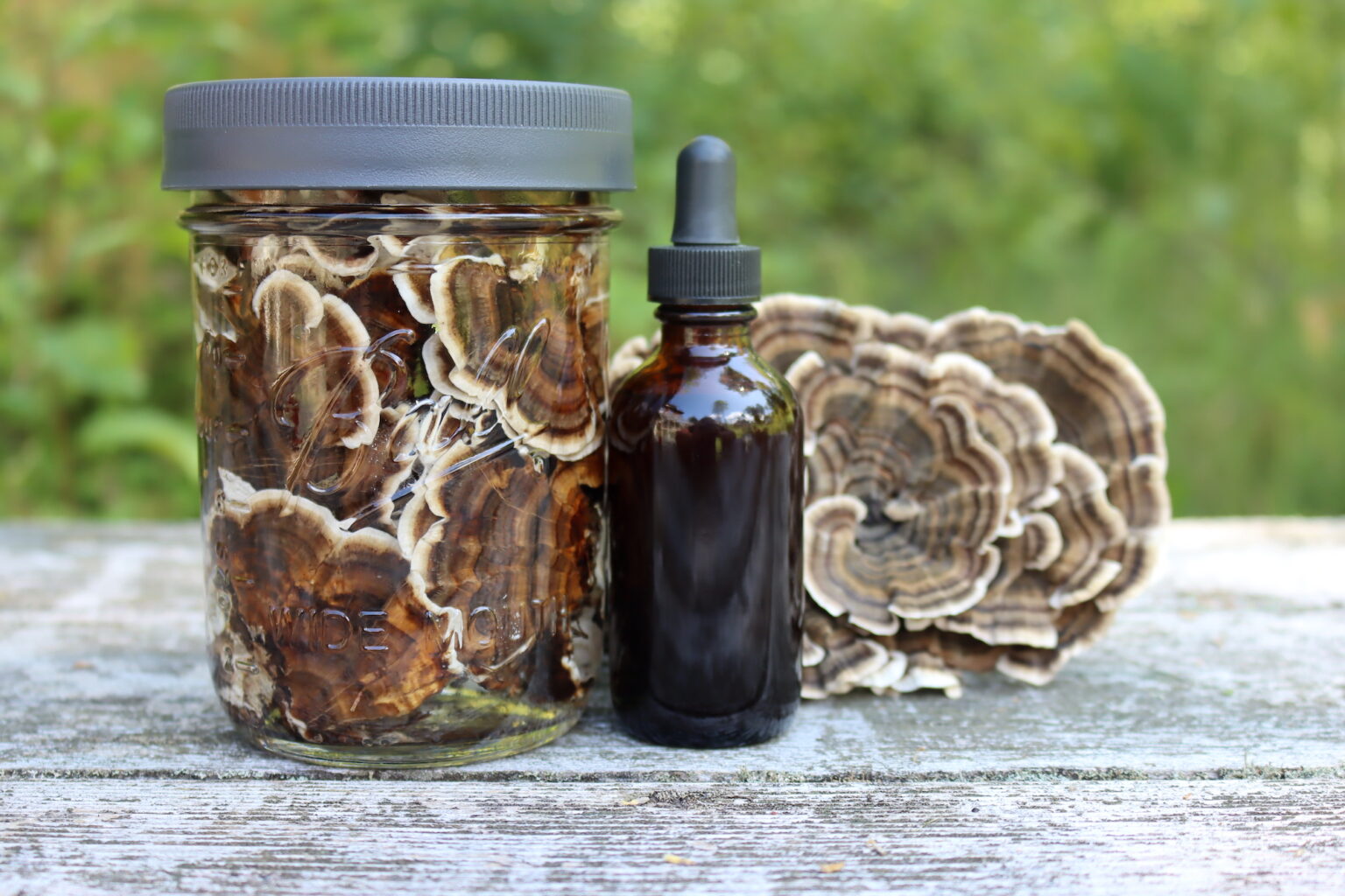 Turkey Tail Mushroom Tincture