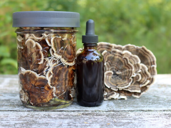 Turkey Tail Mushroom Tincture