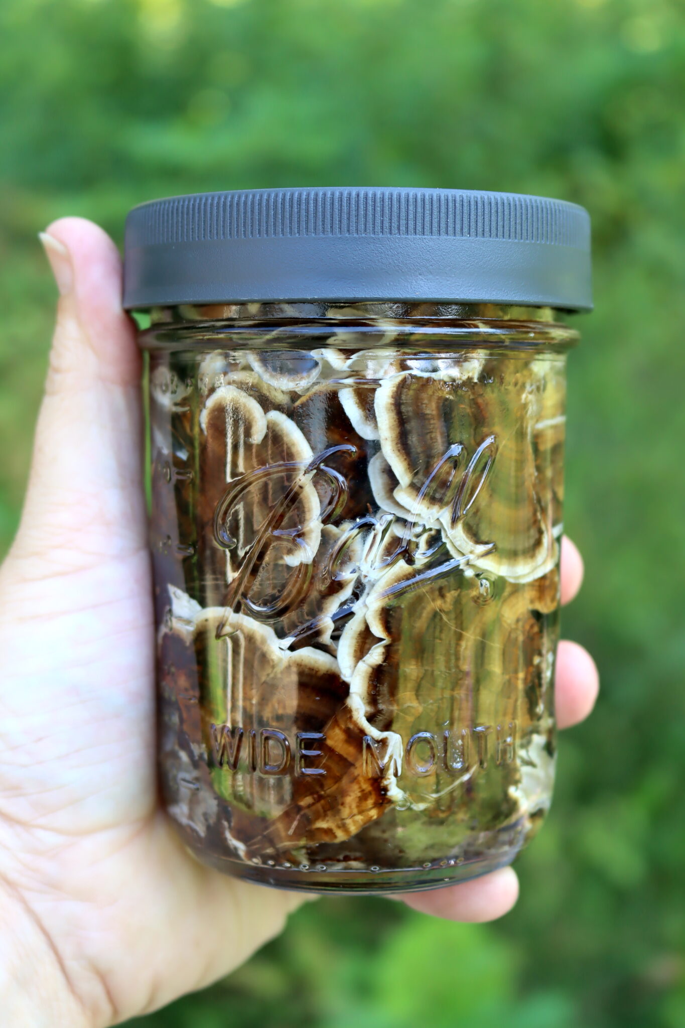 Turkey Tail Mushroom Tincture Infusing