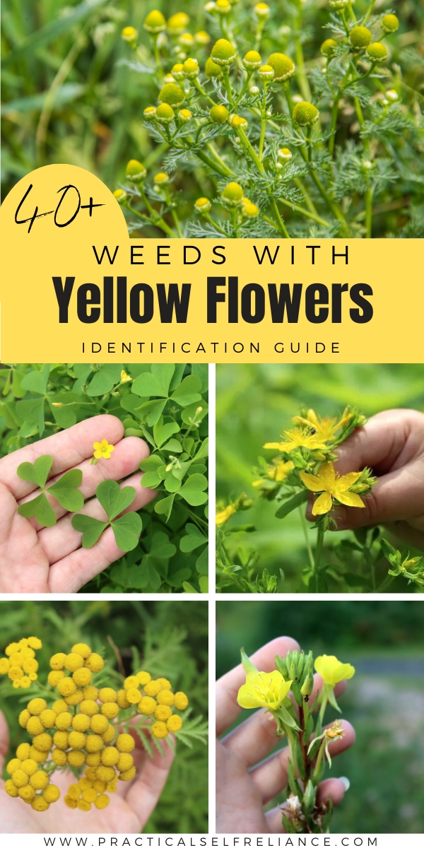 Weeds with Yellow Flowers Identification Guide