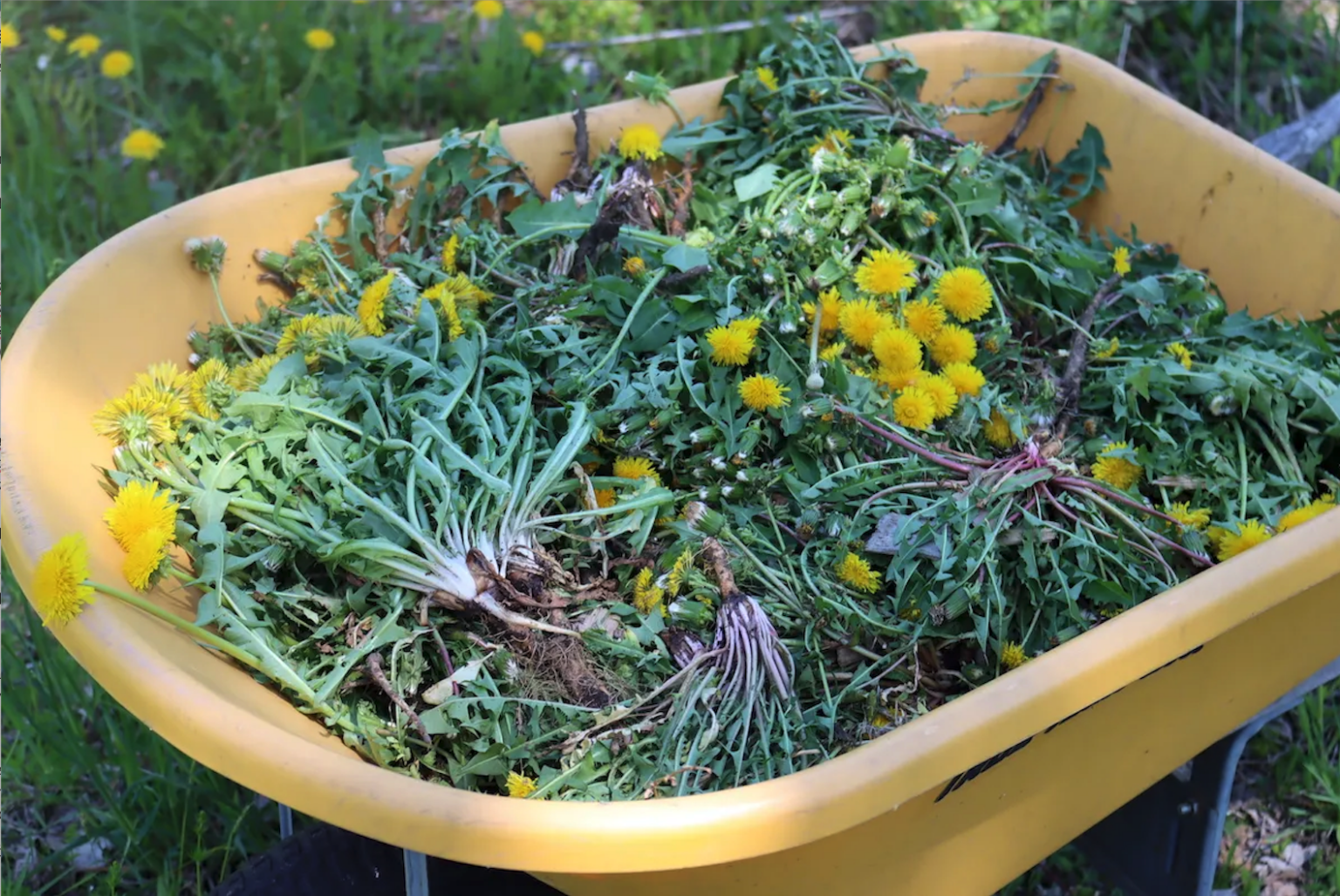 Wheelbarrow of Dandelions
