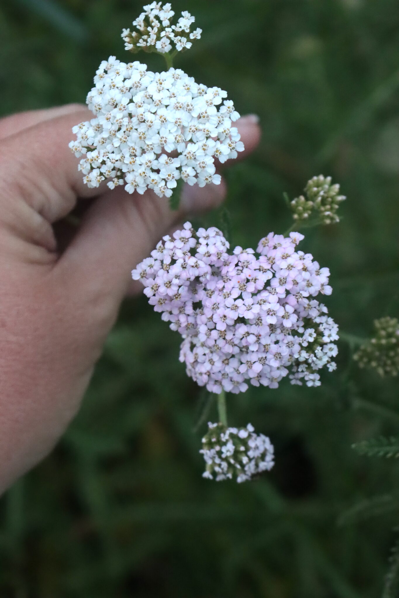 White and Pink Valerian