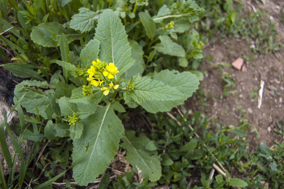 Wild Mustard (Sinapis arvensis)
