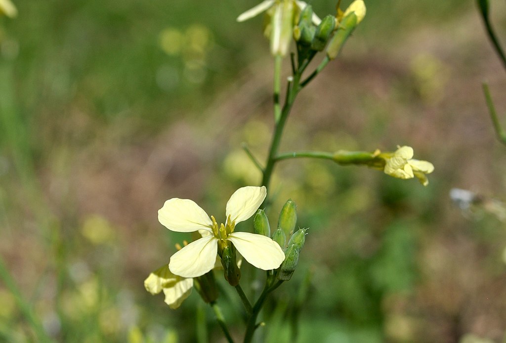 Wild Radish (Raphanus raphanistrum)