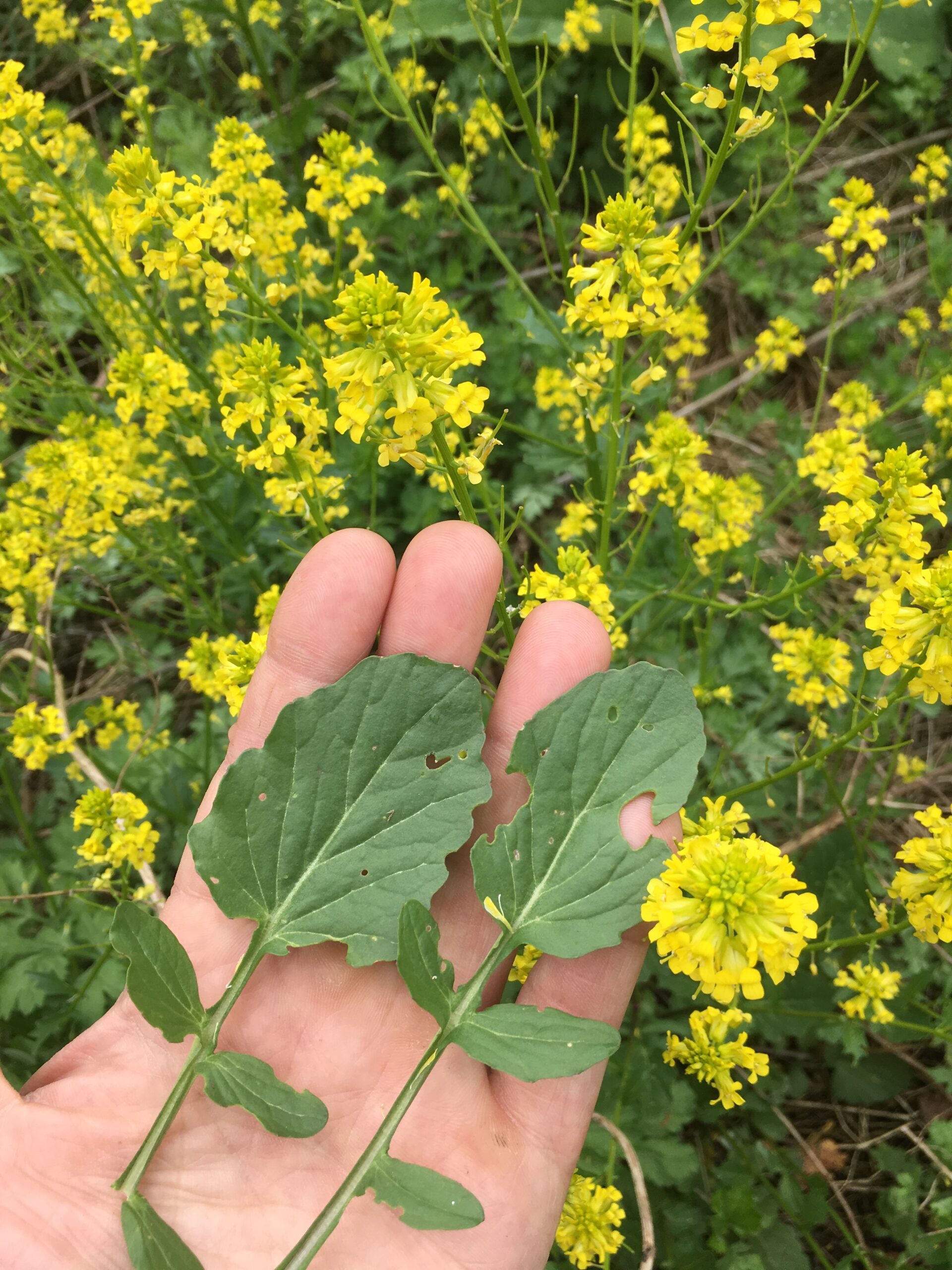 Wintercress