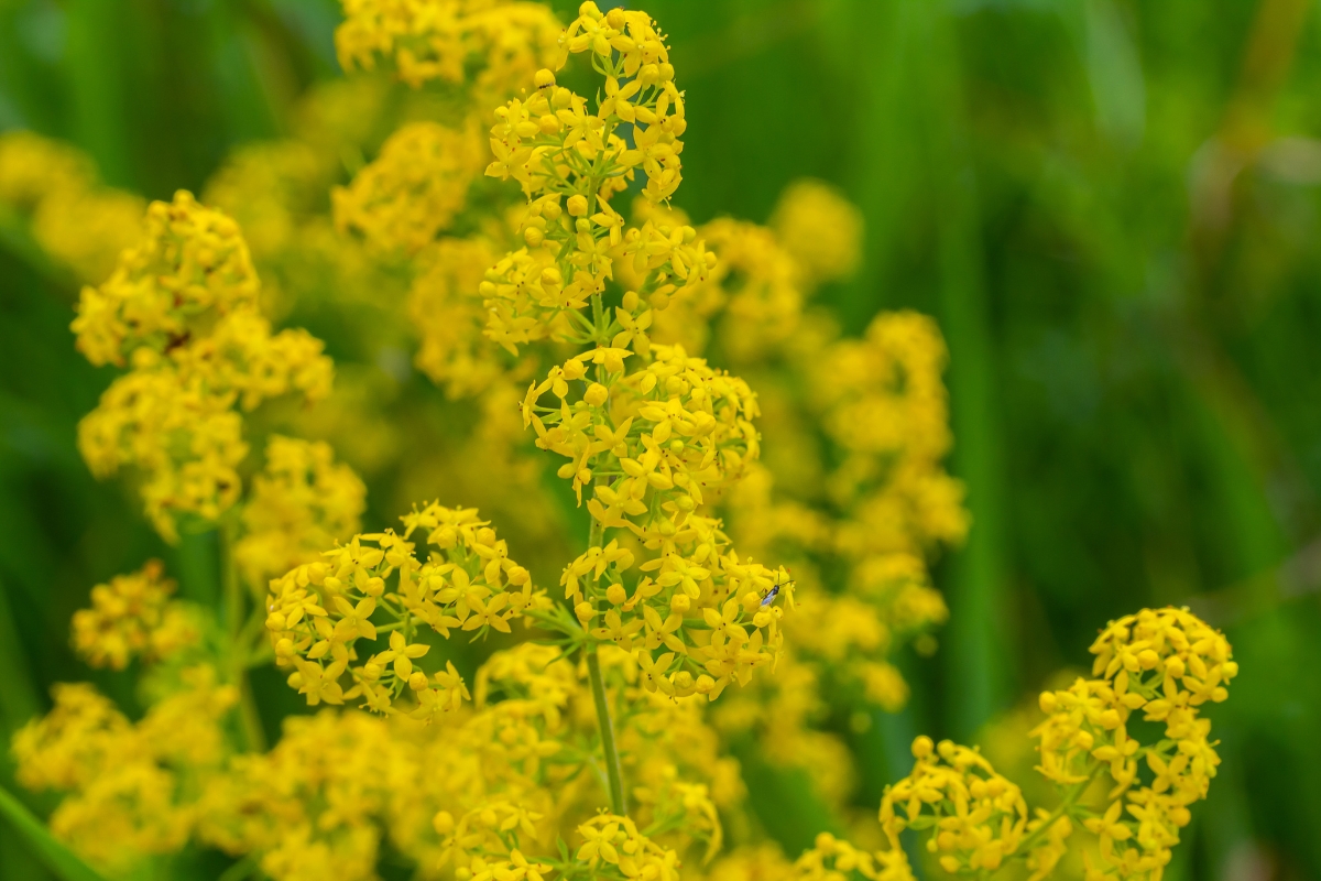 Yellow Bedstraw (Galium verum)