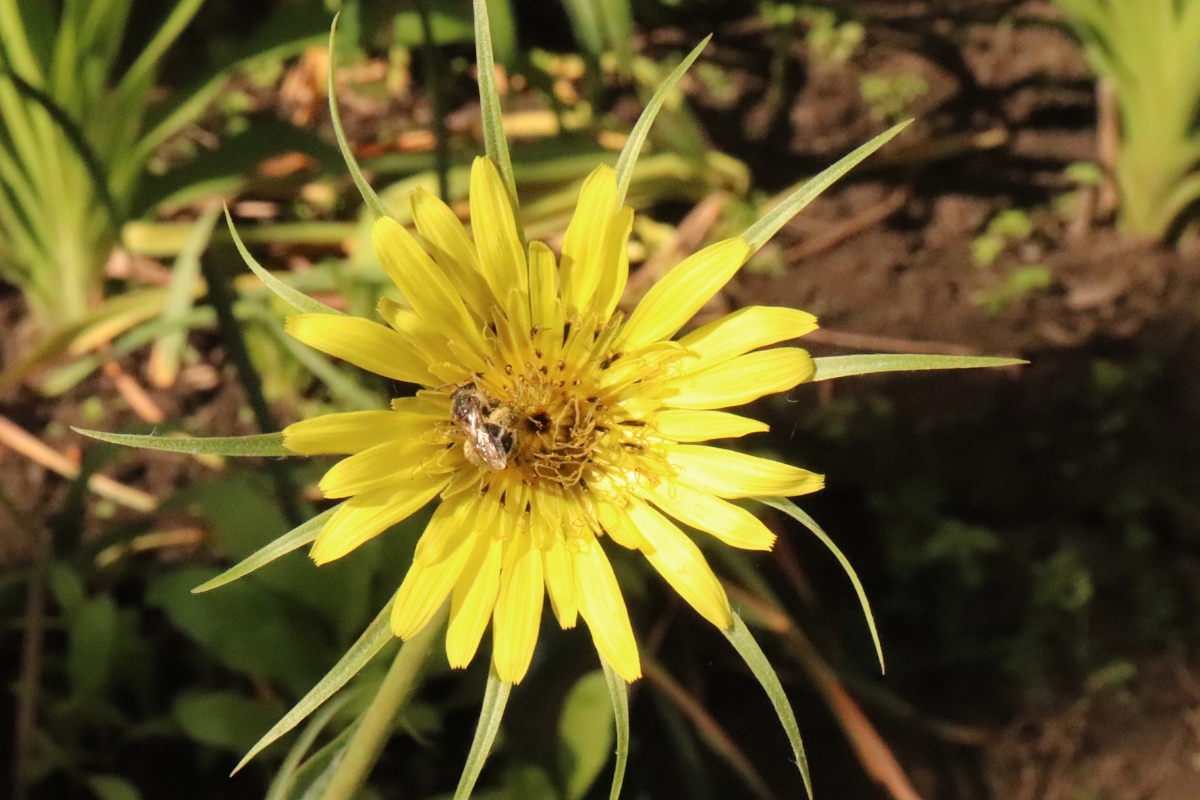Yellow Goatsbeard (Tragopogon sp.)