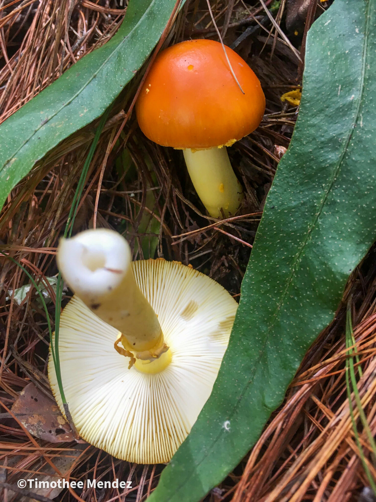 Yellow Patches (Amanita flavoconia)