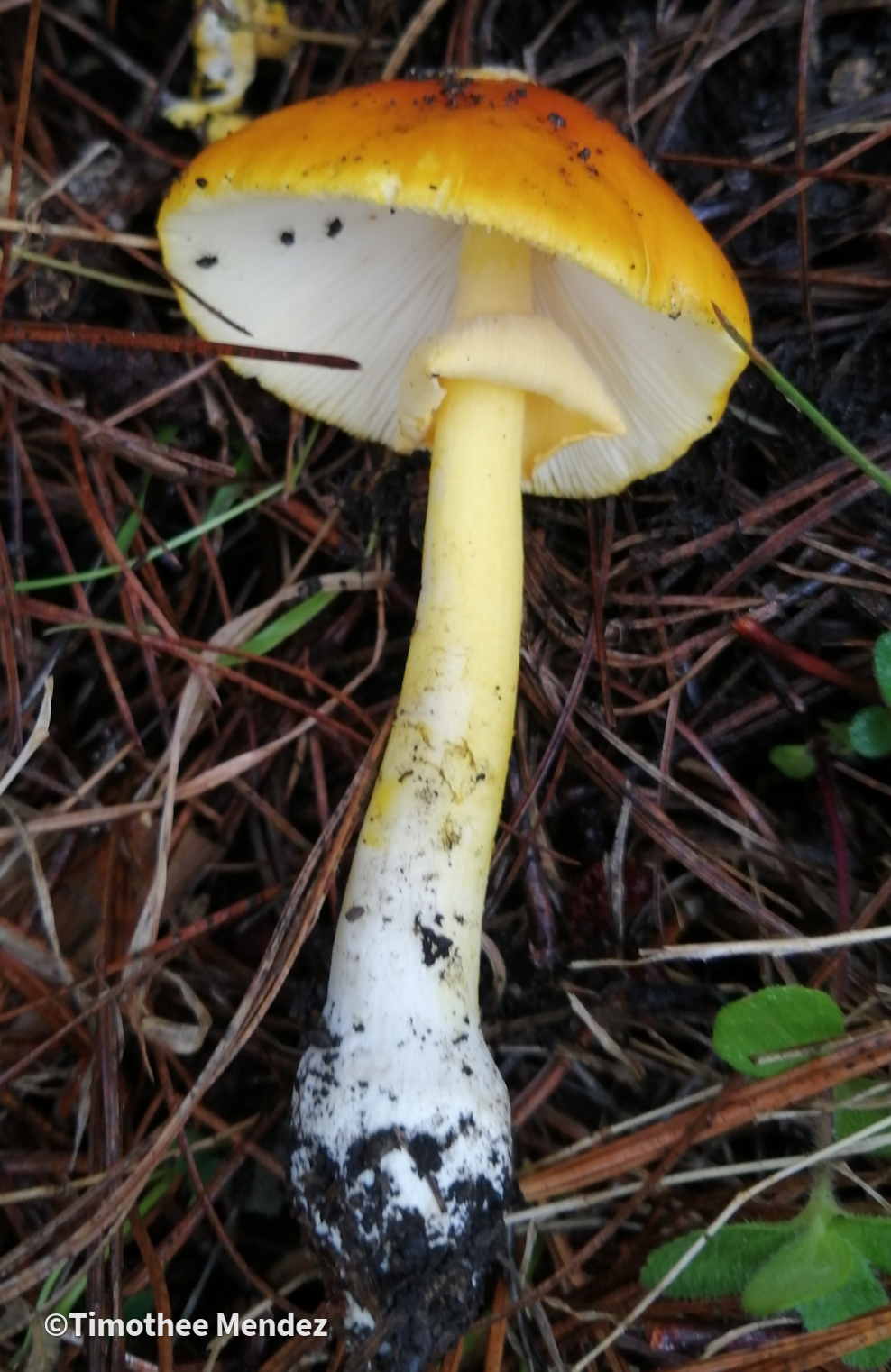 Yellow Patches (Amanita flavoconia)