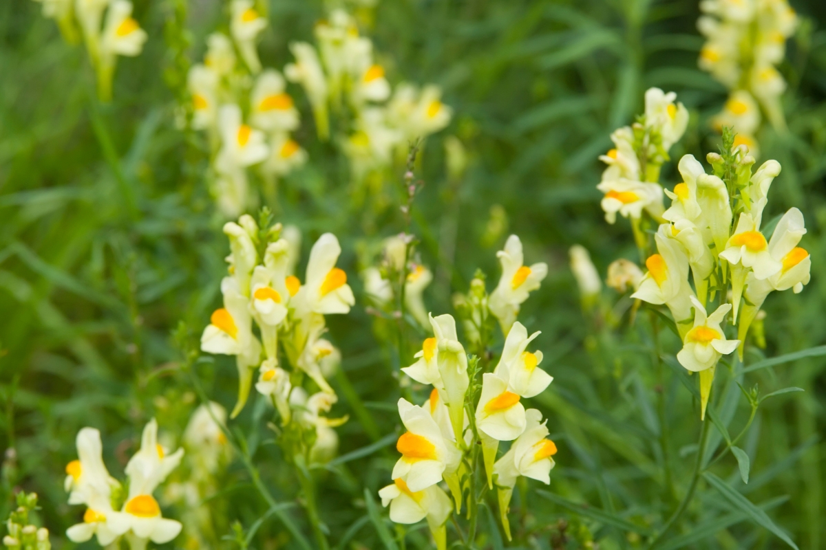 Yellow Toadflax (Linaria vulgaris)