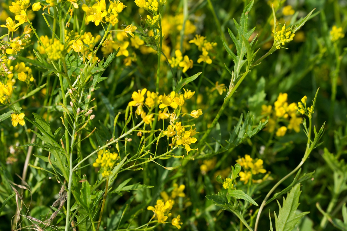 Yellowcress (Rorippa sp)