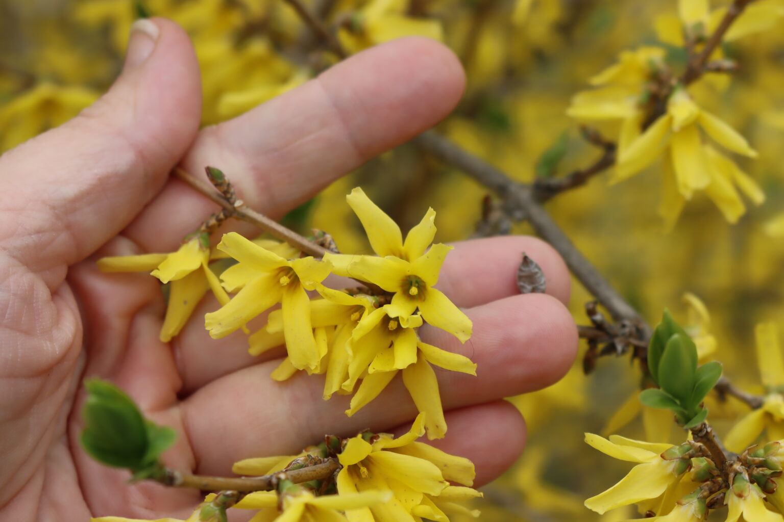 forsythia flowers