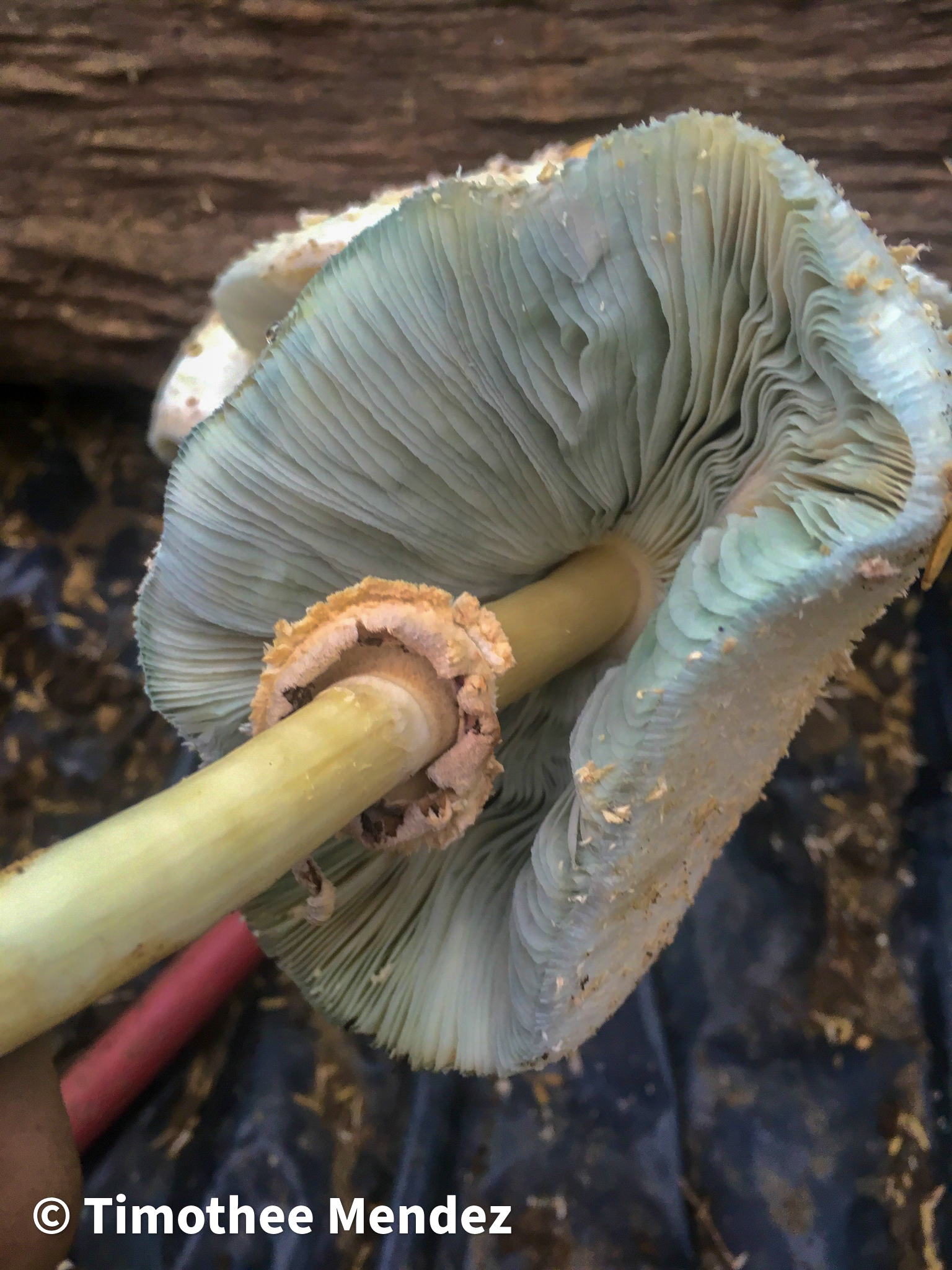 Green or blue hues in the gills means this is NOT an edible parasol!