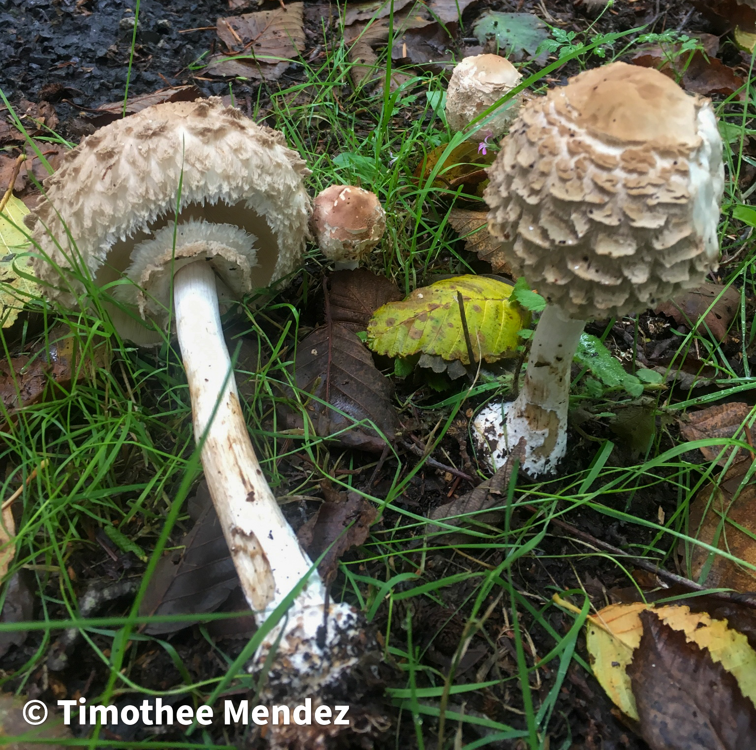 Another Shaggy Parasol resembling Chlorophyllum olivieri from coastal Washington.