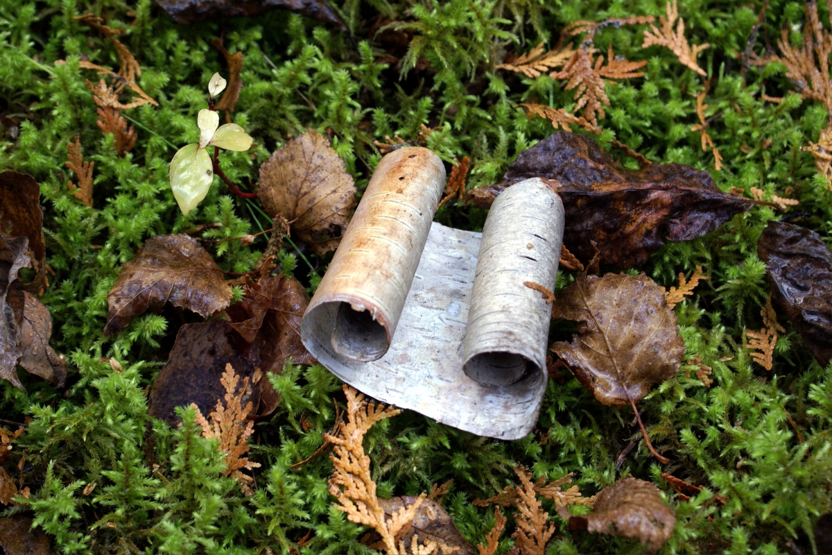 Birch bark firestarter