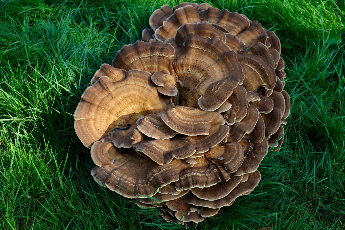 Black Staining Polypore (Meripilus sumstinei)