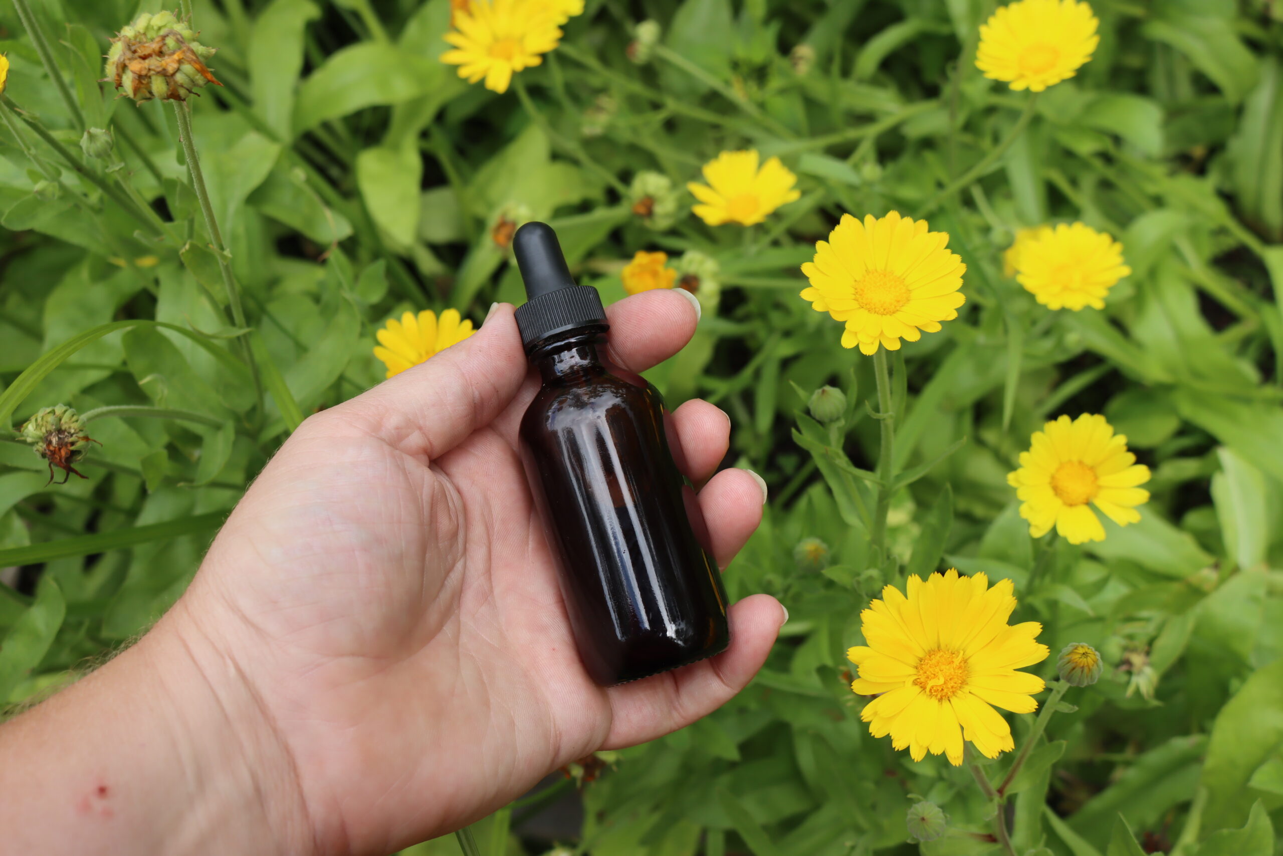 Calendula Tincture