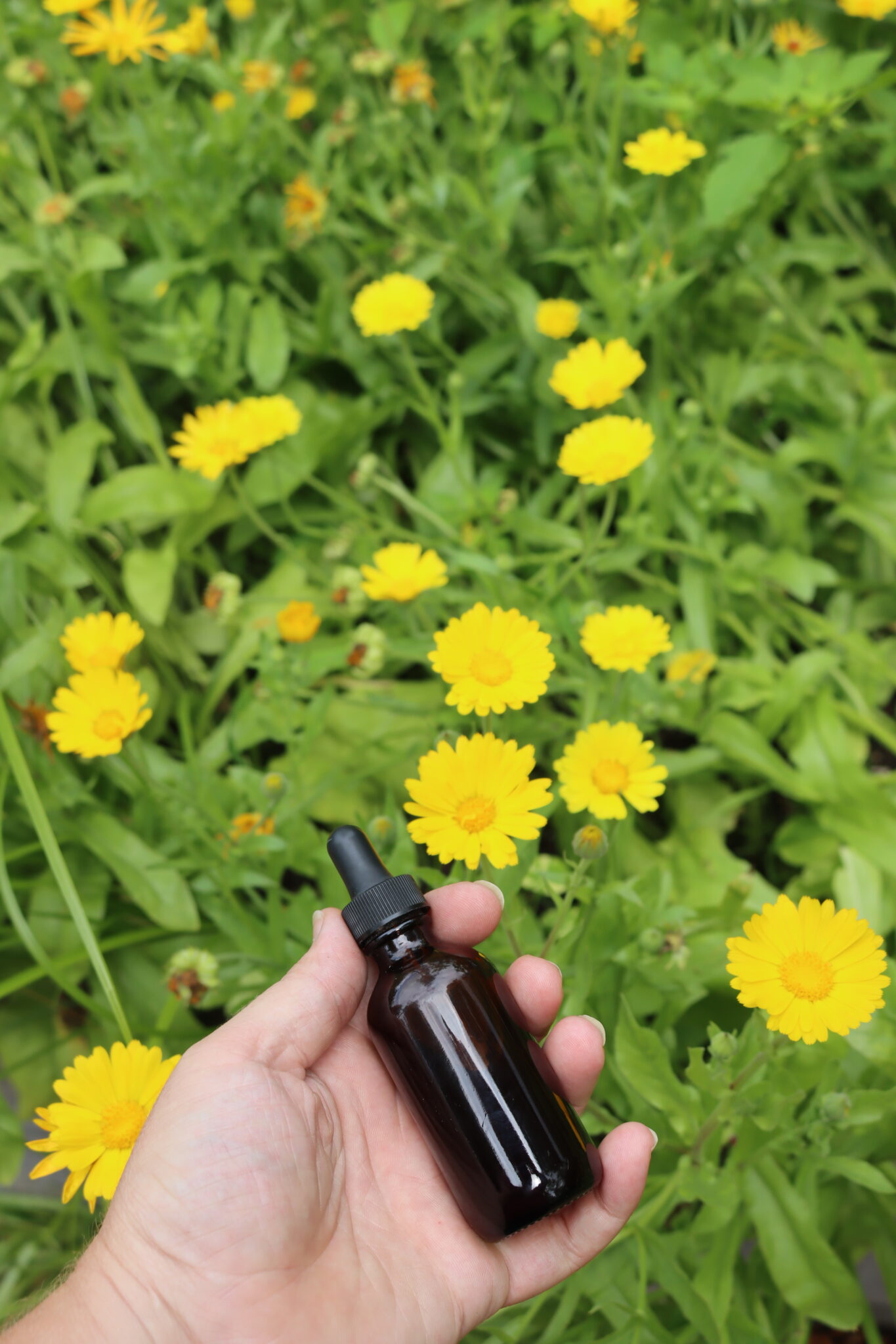 Calendula Tincture