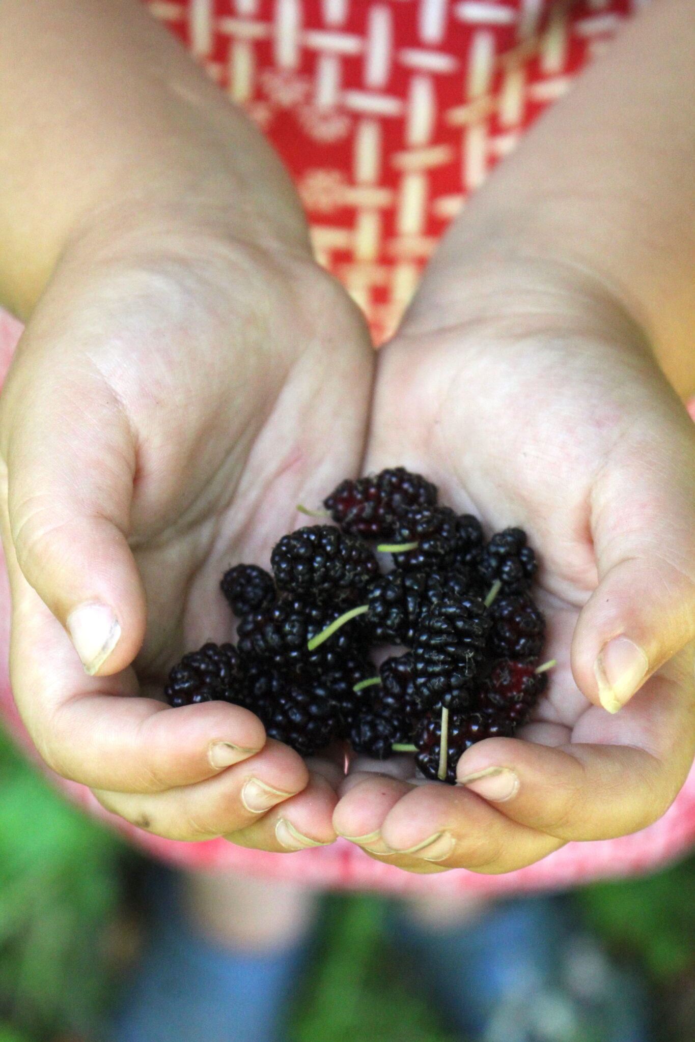 Child Holding Mulberry Fruit