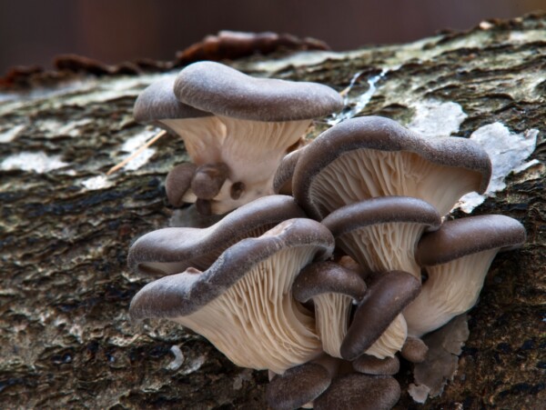 Common Oyster Mushroom (Pleurotus ostreatus)