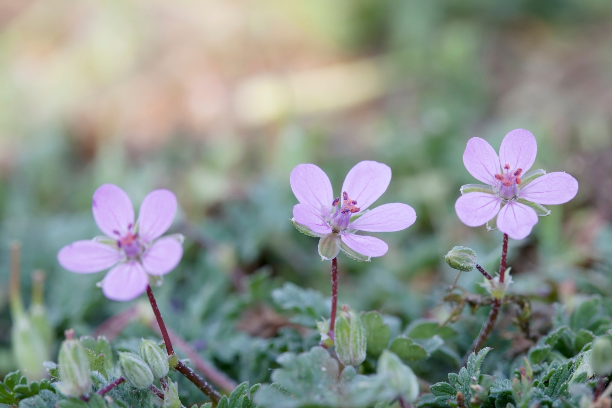 Cranesbill (Erodium cicutarium)
