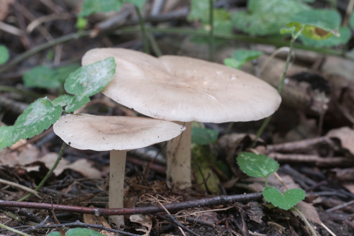 Deer Mushroom (Pluteus cervinus)