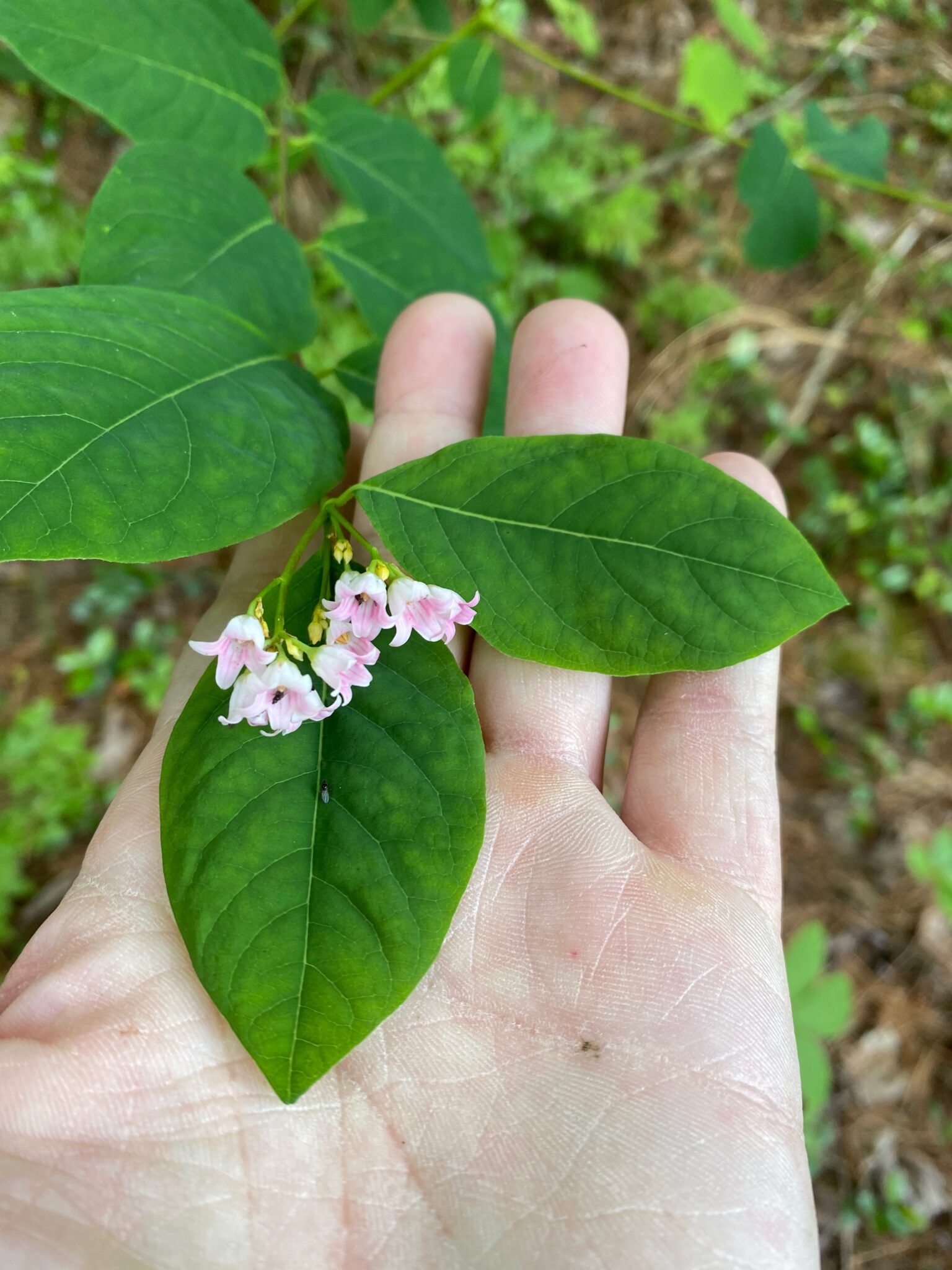 Dogbane