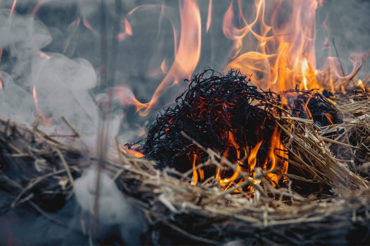 Dried Grass Firestarter