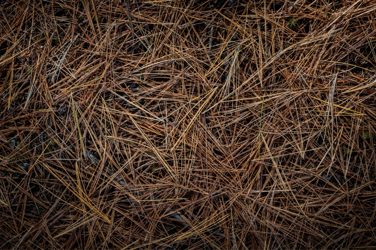 Dry Pine Needles