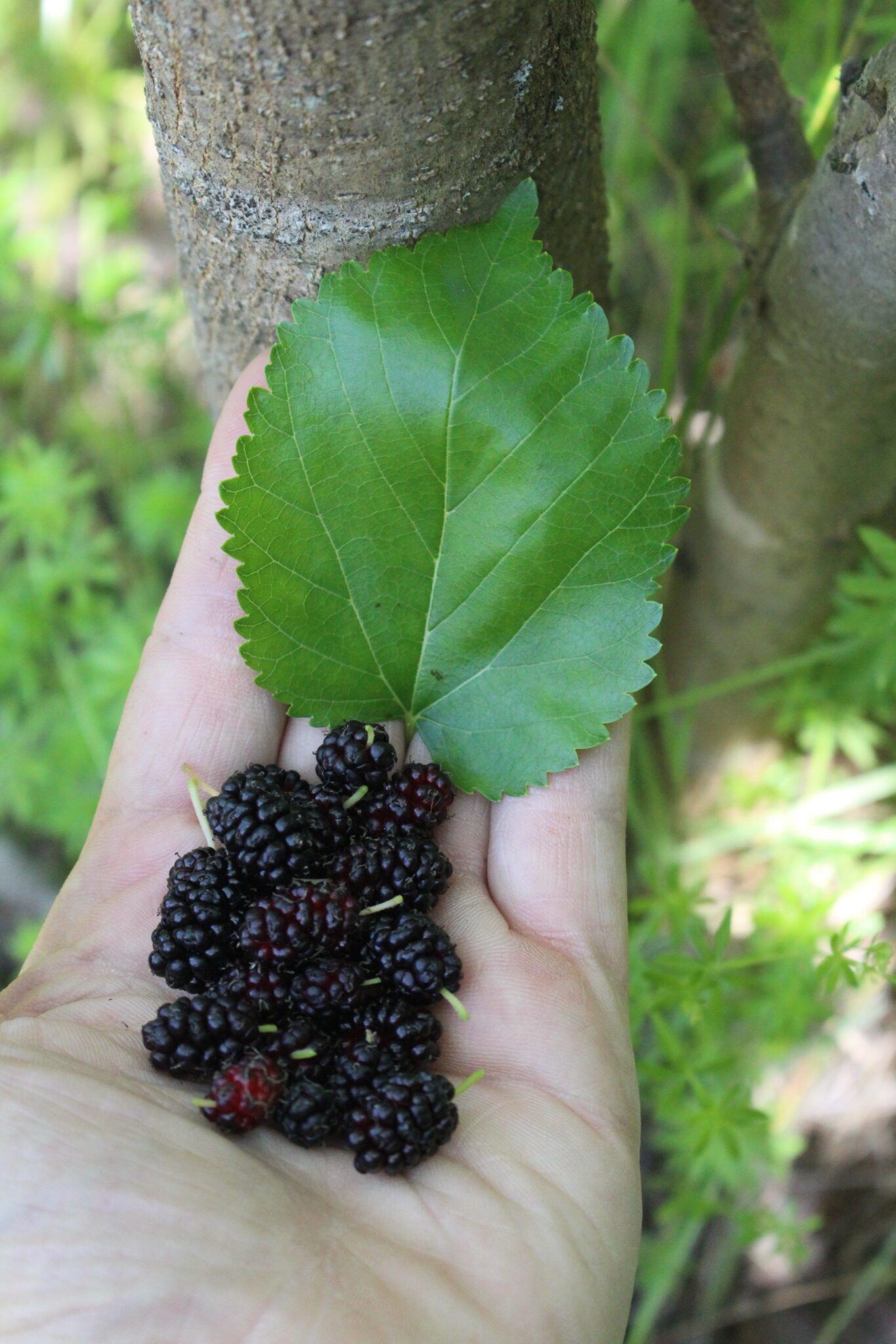 Mulberry Fruit