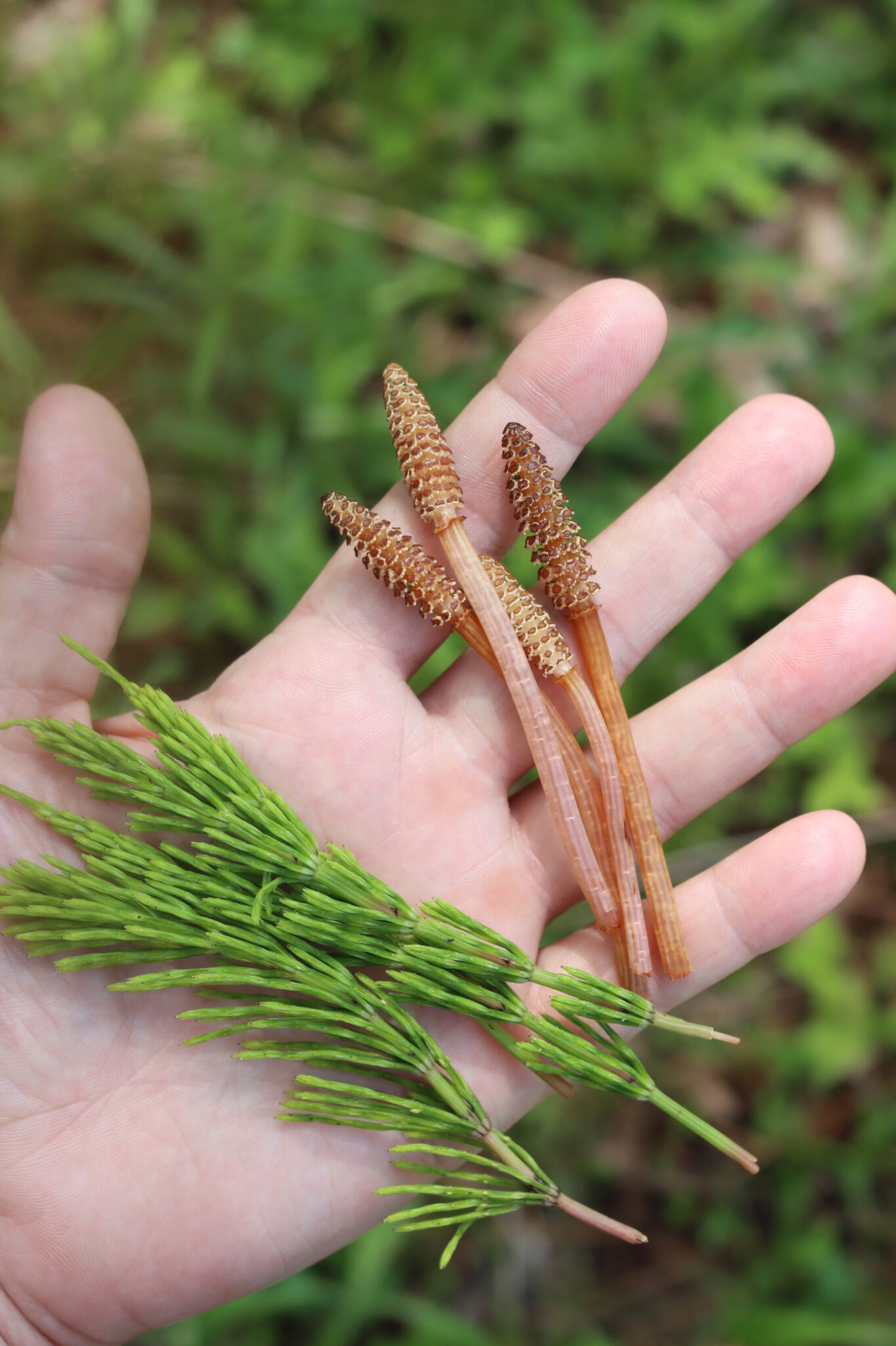 Foraging Horsetail