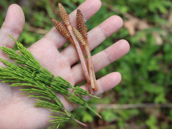 Foraging Horsetail