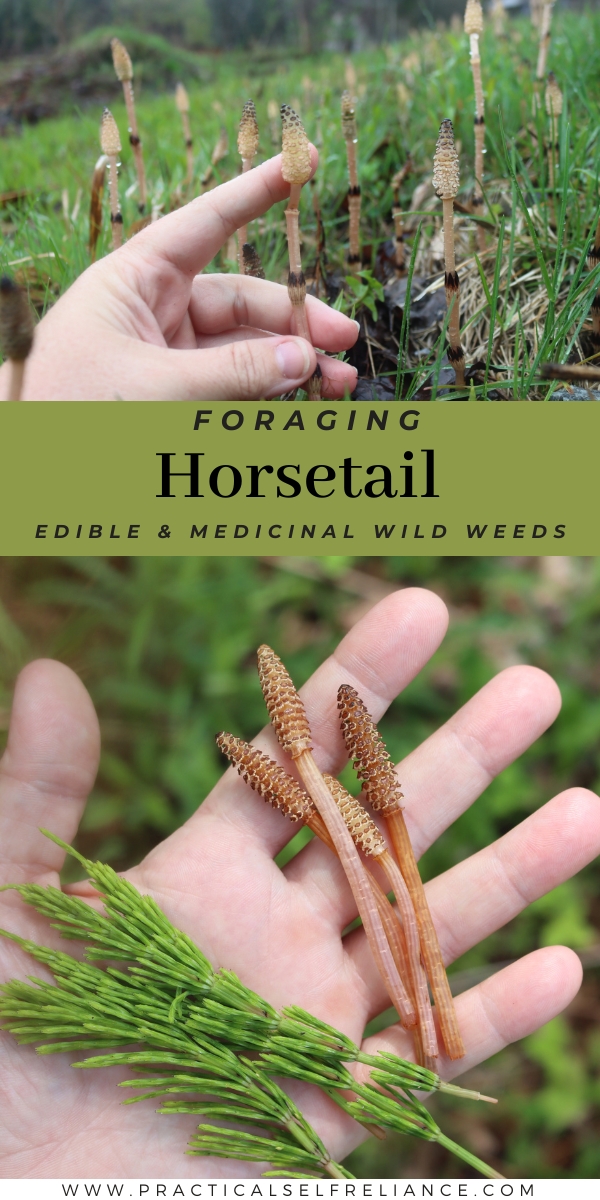 Foraging Horsetail (Equisetum sp.)