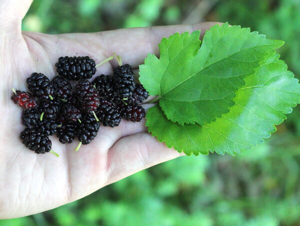 Wild Mulberry
